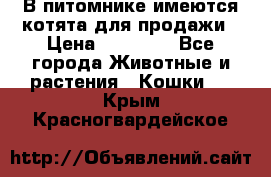 В питомнике имеются котята для продажи › Цена ­ 30 000 - Все города Животные и растения » Кошки   . Крым,Красногвардейское